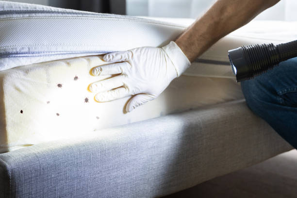 Best Rat Extermination Near Me  in Junction City, OR