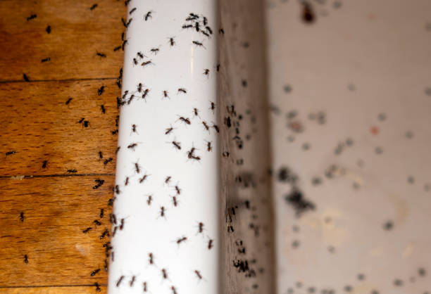 Best Pest Control Near Me  in Junction City, OR