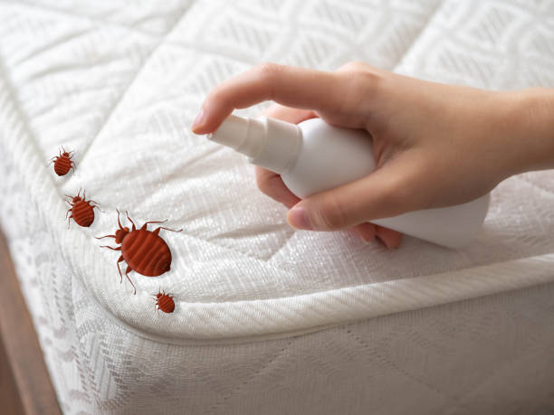 Reliable Junction City, OR Pest Control Solutions
