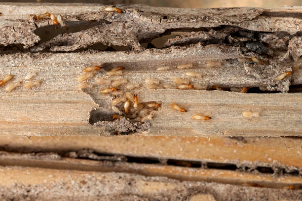 Best Pest Control Treatment  in Junction City, OR